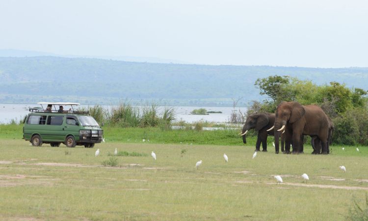 5 itinerary ideas for 10 days Uganda safari tour